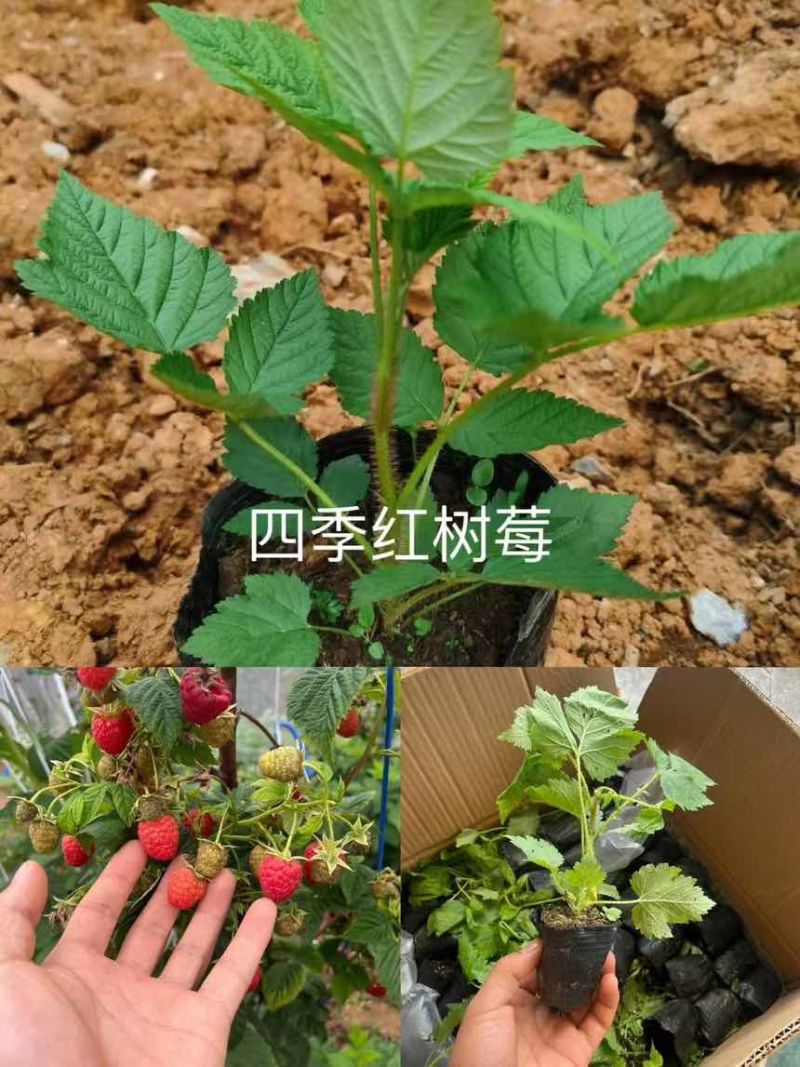 树莓小苗品种有一到五个品种都有