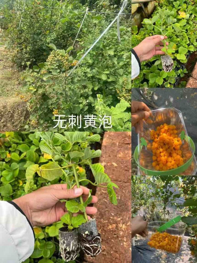 树莓小苗品种有一到五个品种都有