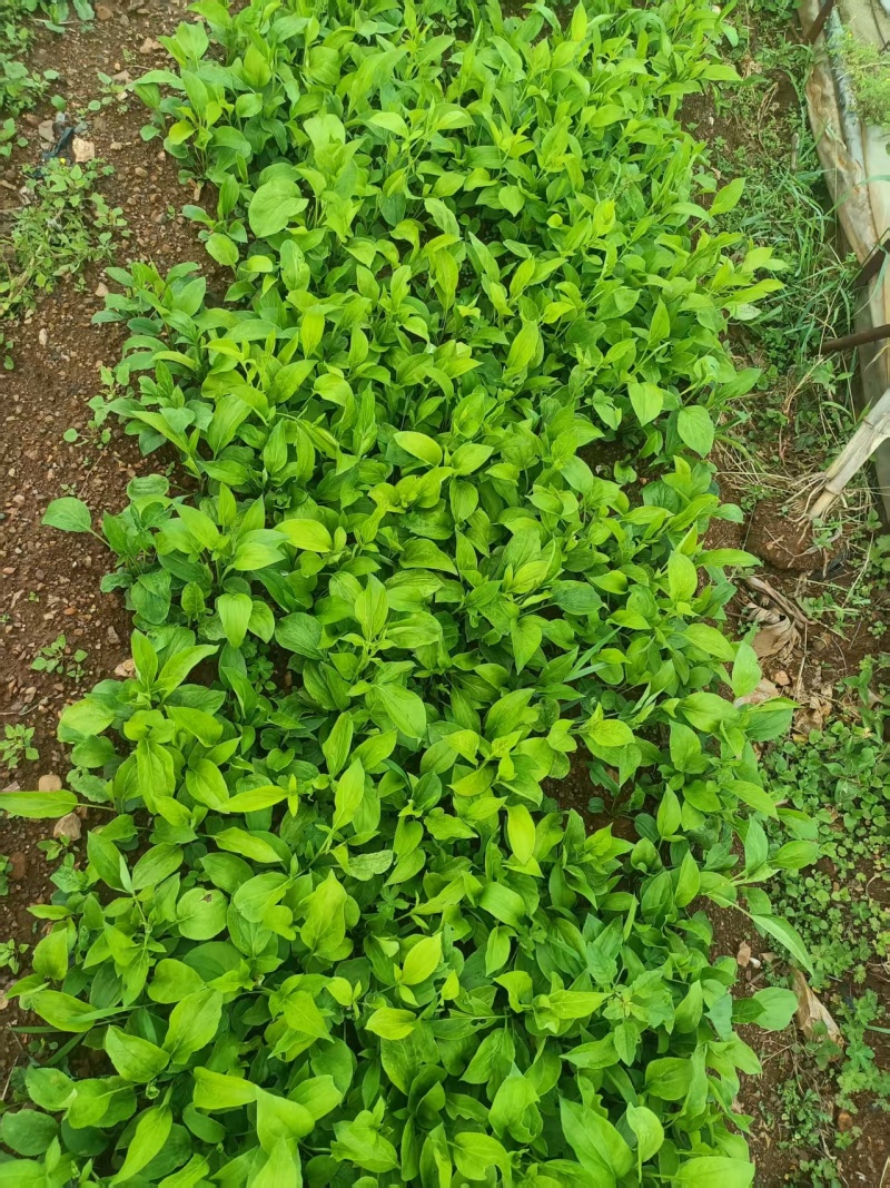 白术苗子