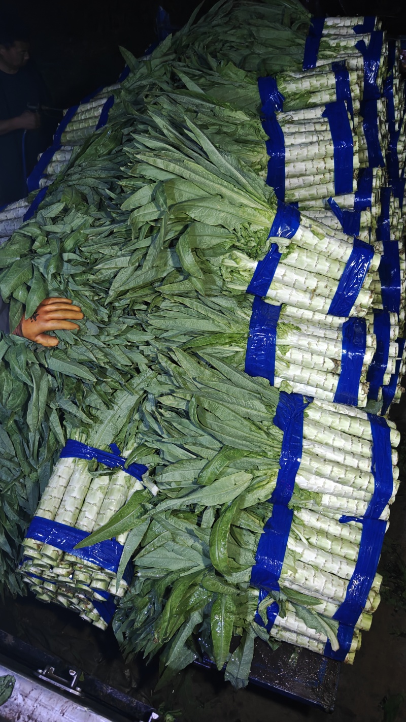 莴笋产地直发一手货源欢迎采购