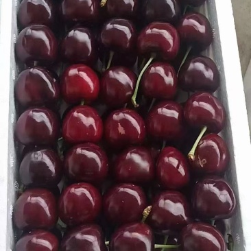 大连樱桃