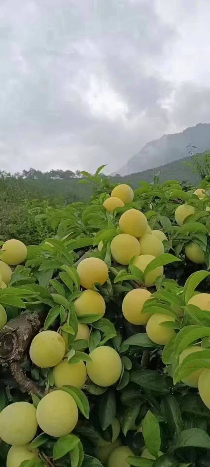 桃花李