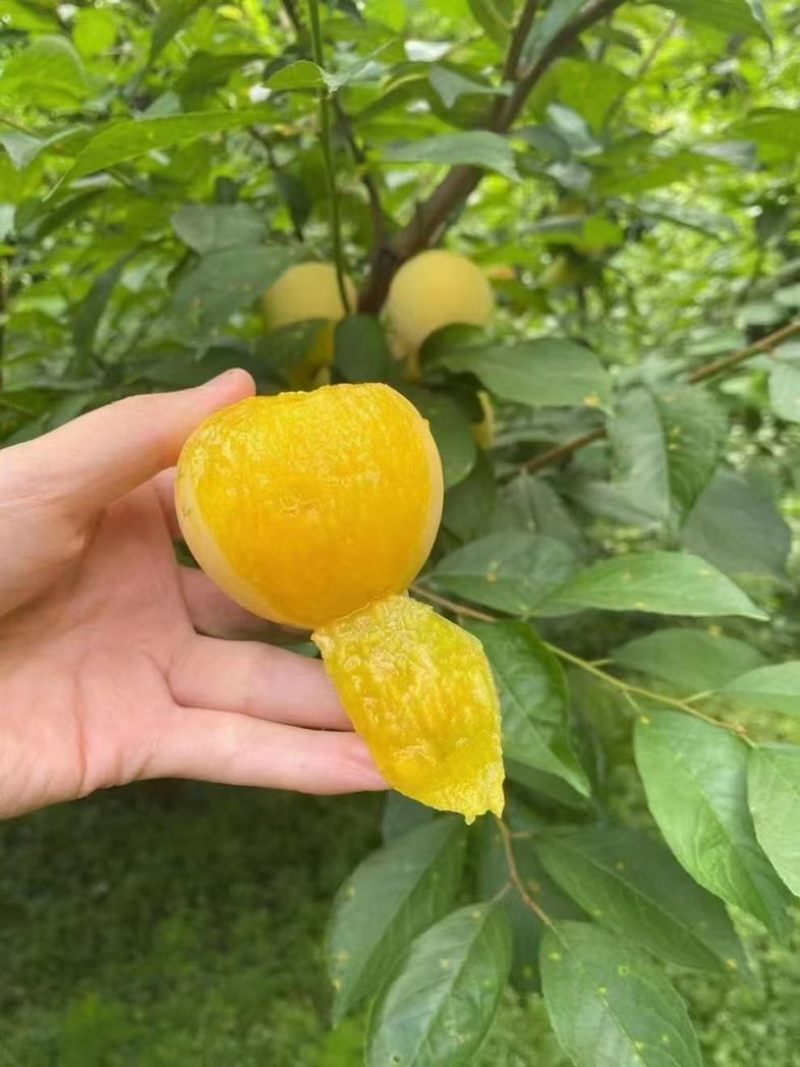 一件代发