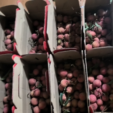广东阳江双肩玉荷包荔枝