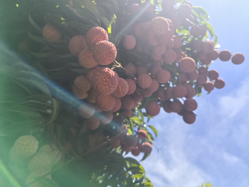 广东阳江双肩玉荷包荔枝