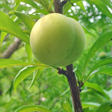 蜂糖李