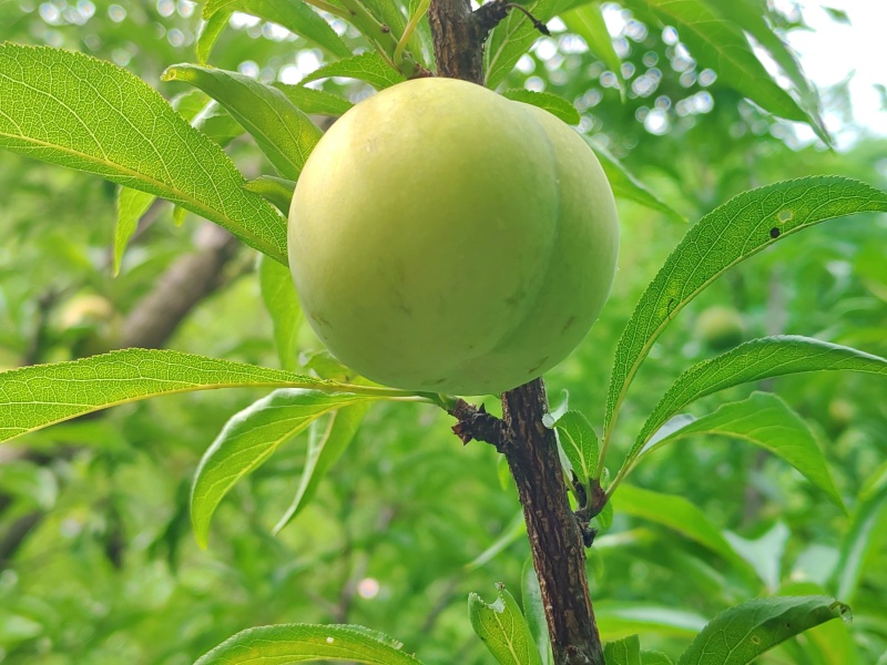 蜂糖李