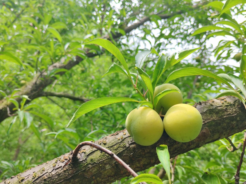 蜂糖李