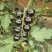 非转基因高花青素小蕃茄