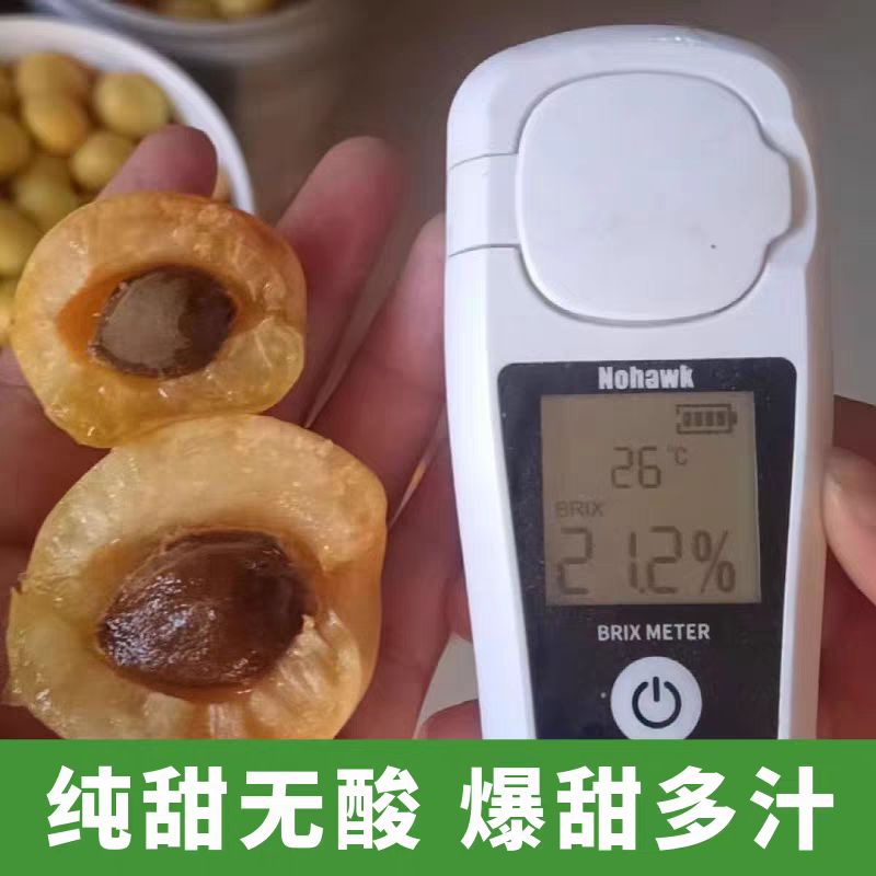 荷兰香蜜杏