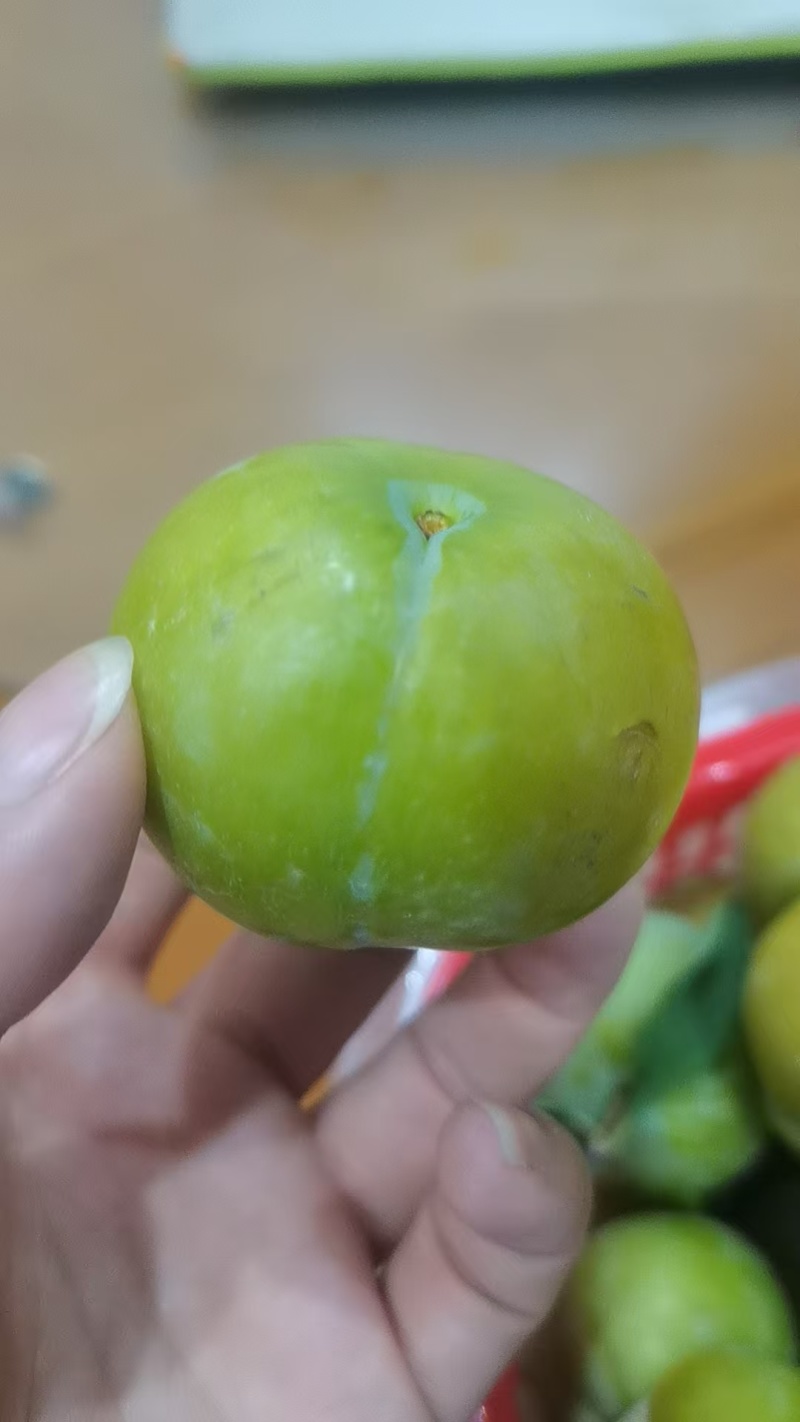 正宗贵州六马蜂糖李