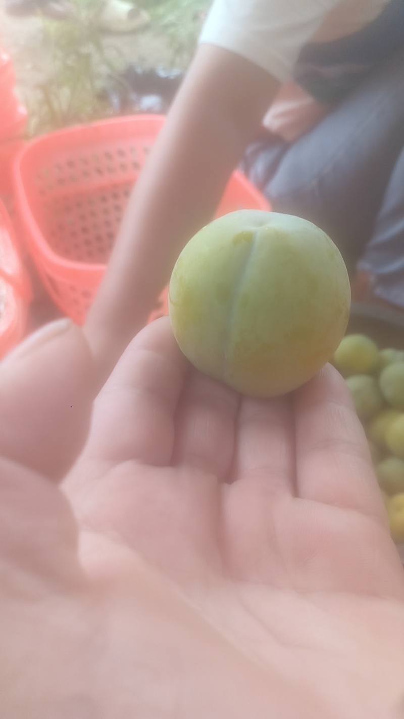 正宗贵州六马蜂糖李