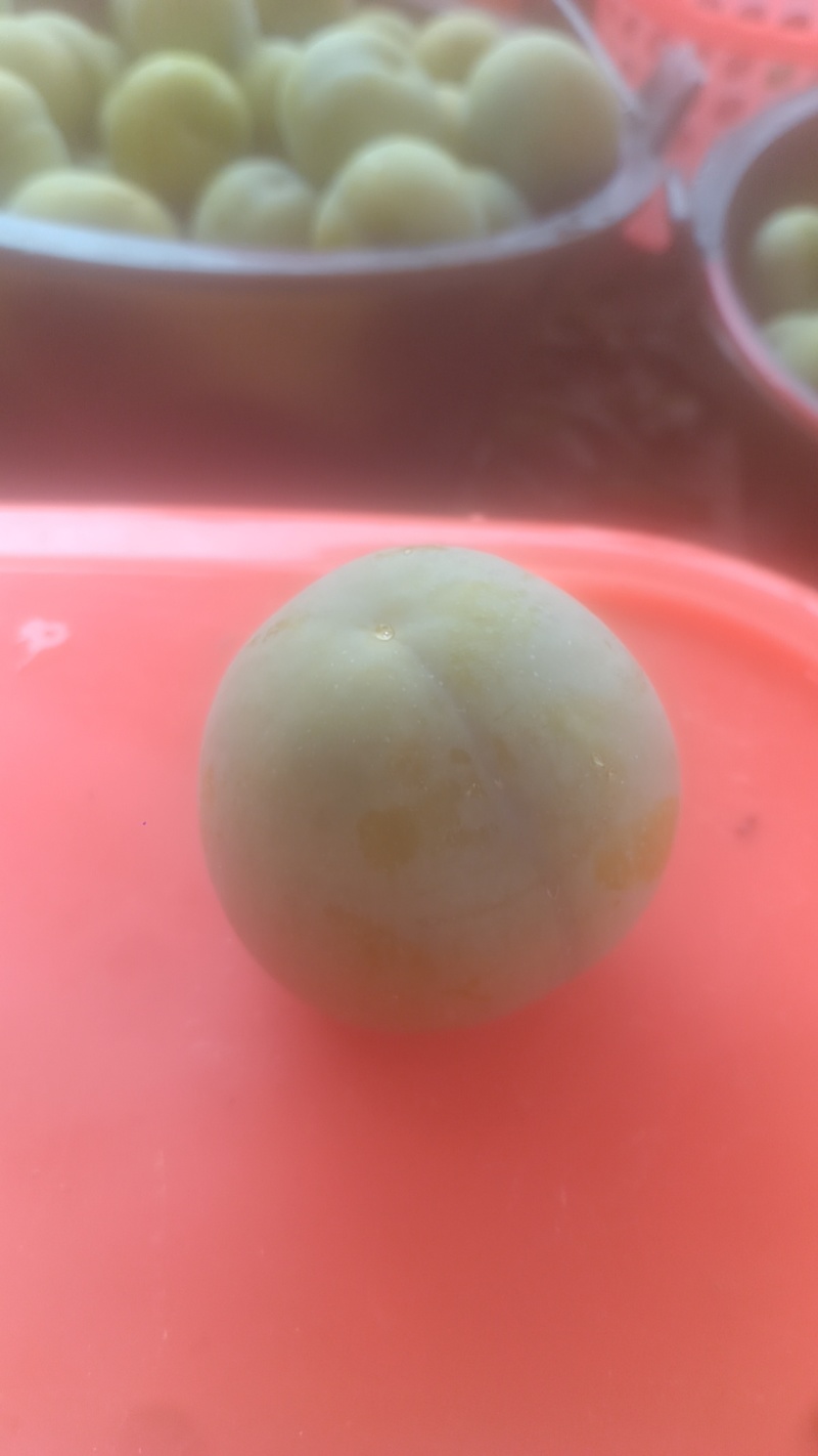 正宗贵州六马蜂糖李