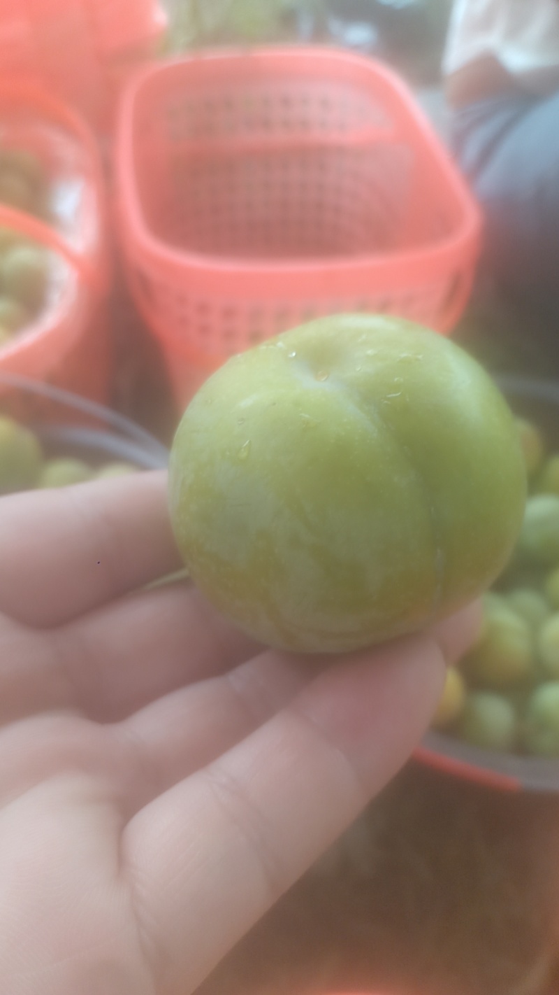正宗贵州六马蜂糖李