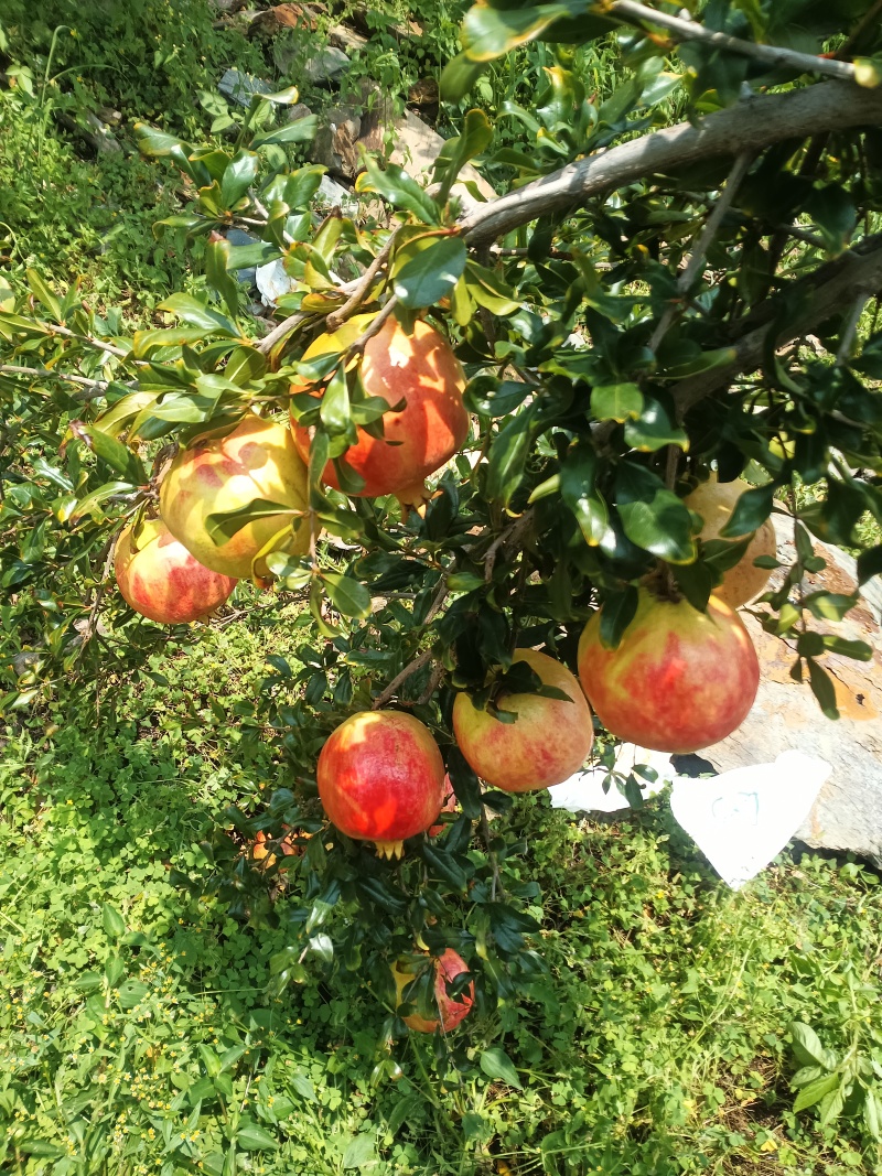 会理精品石榴