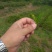 茶叶