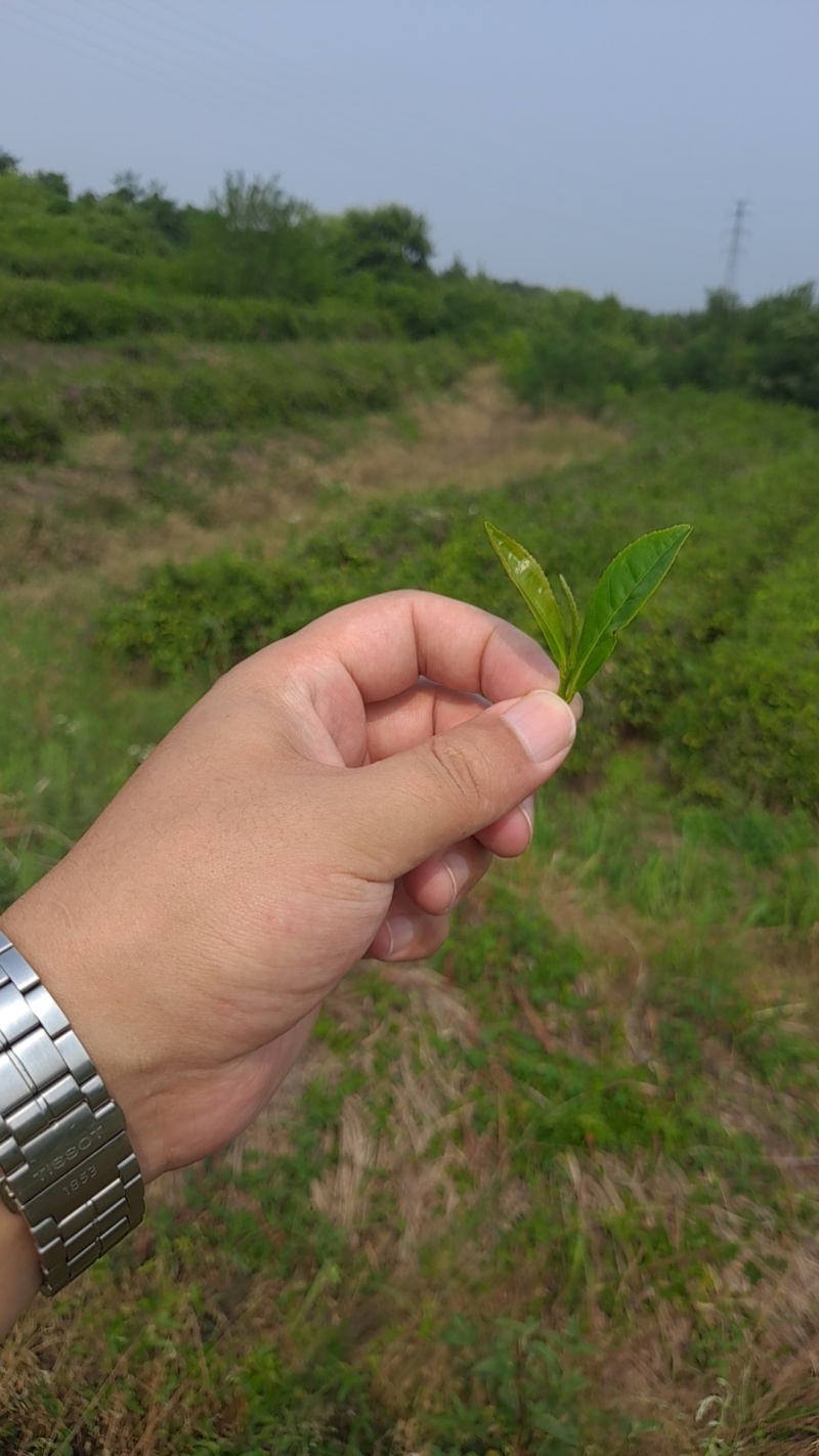茶叶