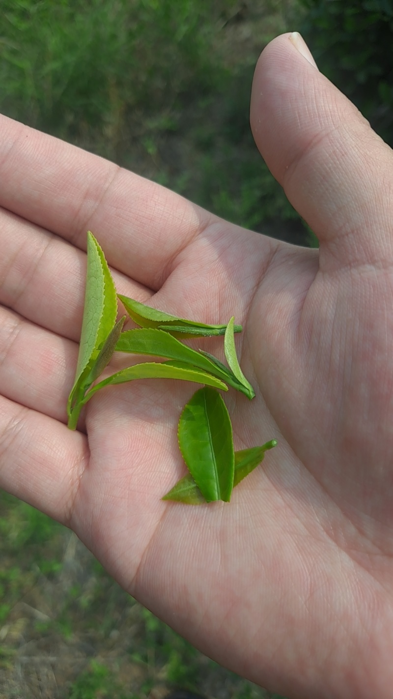 茶叶