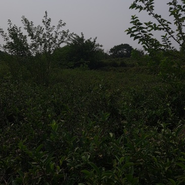茶叶