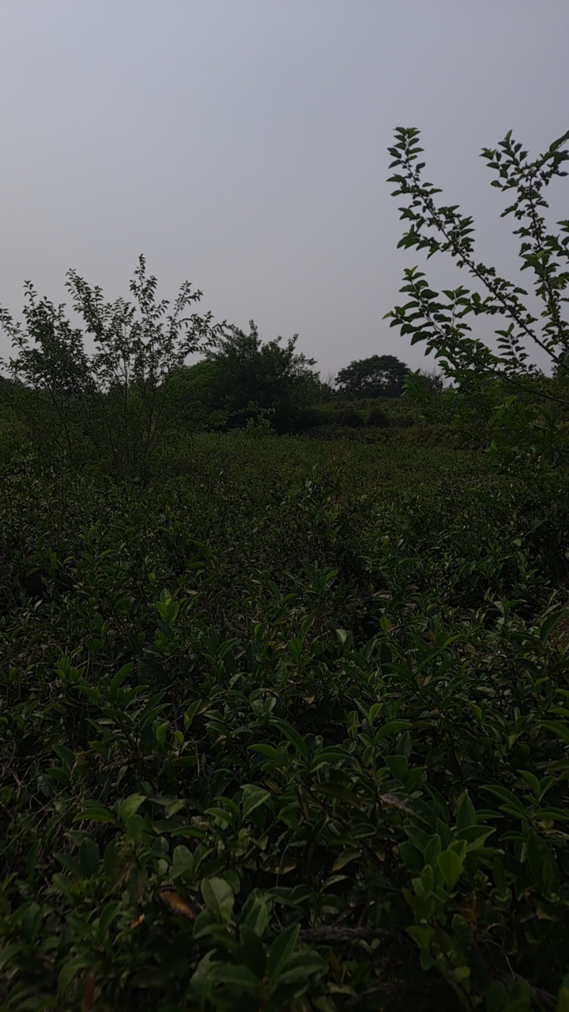 茶叶