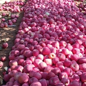 大美🍎🍎🍎这都静宁红富士大秦皇冠