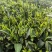 山东诸城绿茶红茶