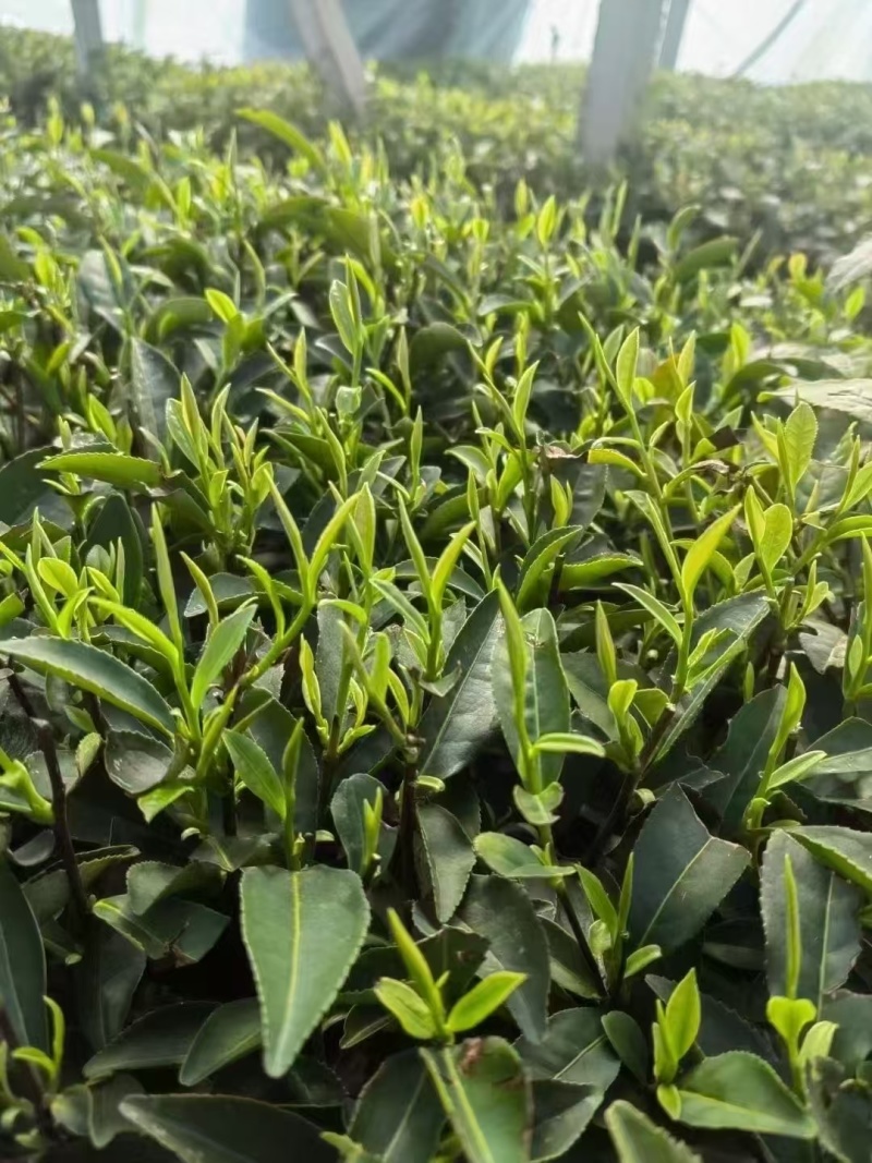 山东诸城绿茶红茶