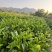 山东诸城绿茶红茶
