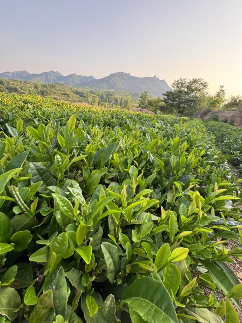 山东诸城绿茶红茶