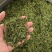 山东诸城绿茶红茶