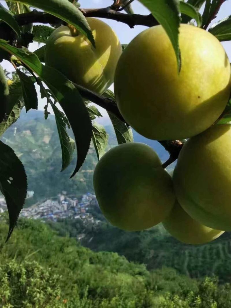 蜂糖李