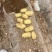 2量以上大量有货