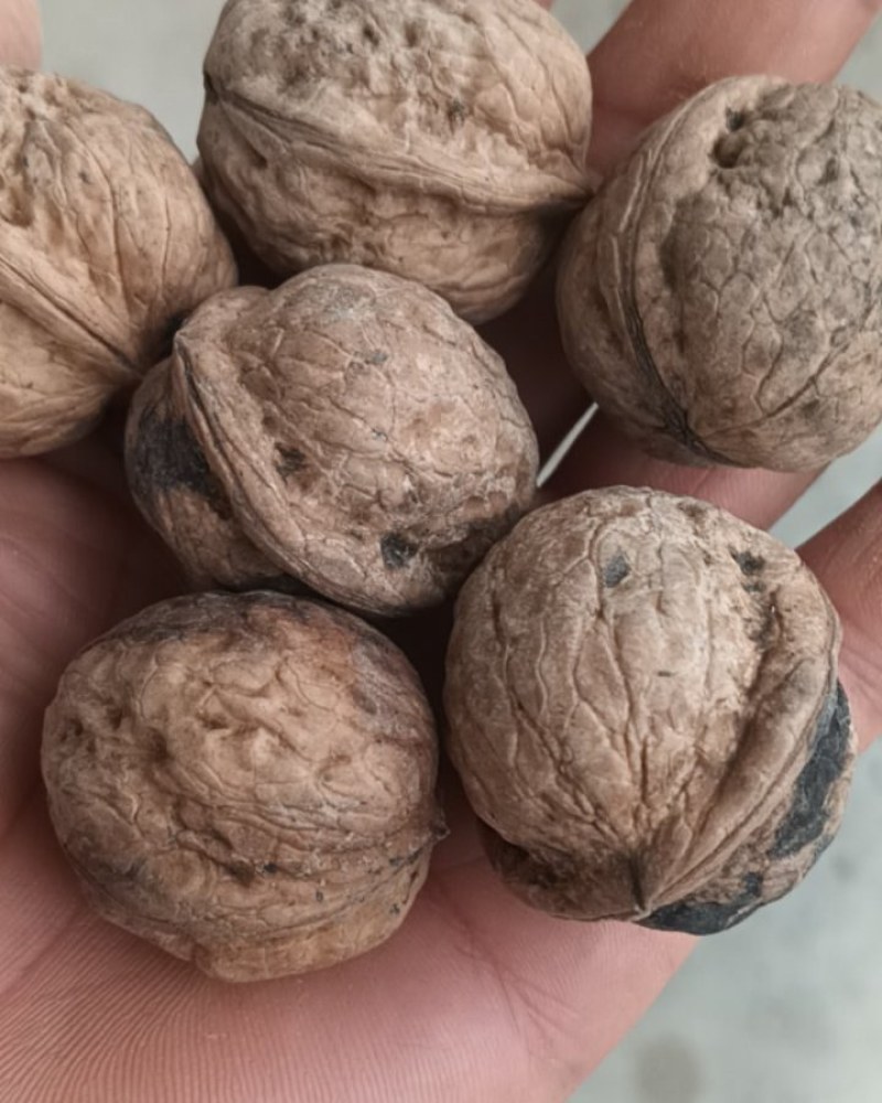 野生山核桃