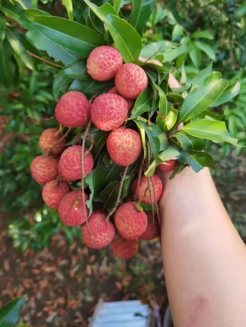 桂味荔枝