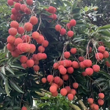 桂味荔枝