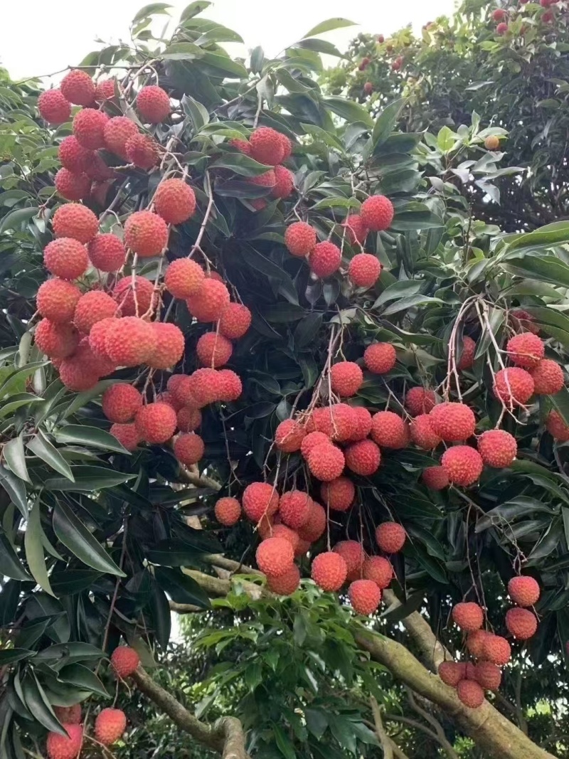 桂味荔枝