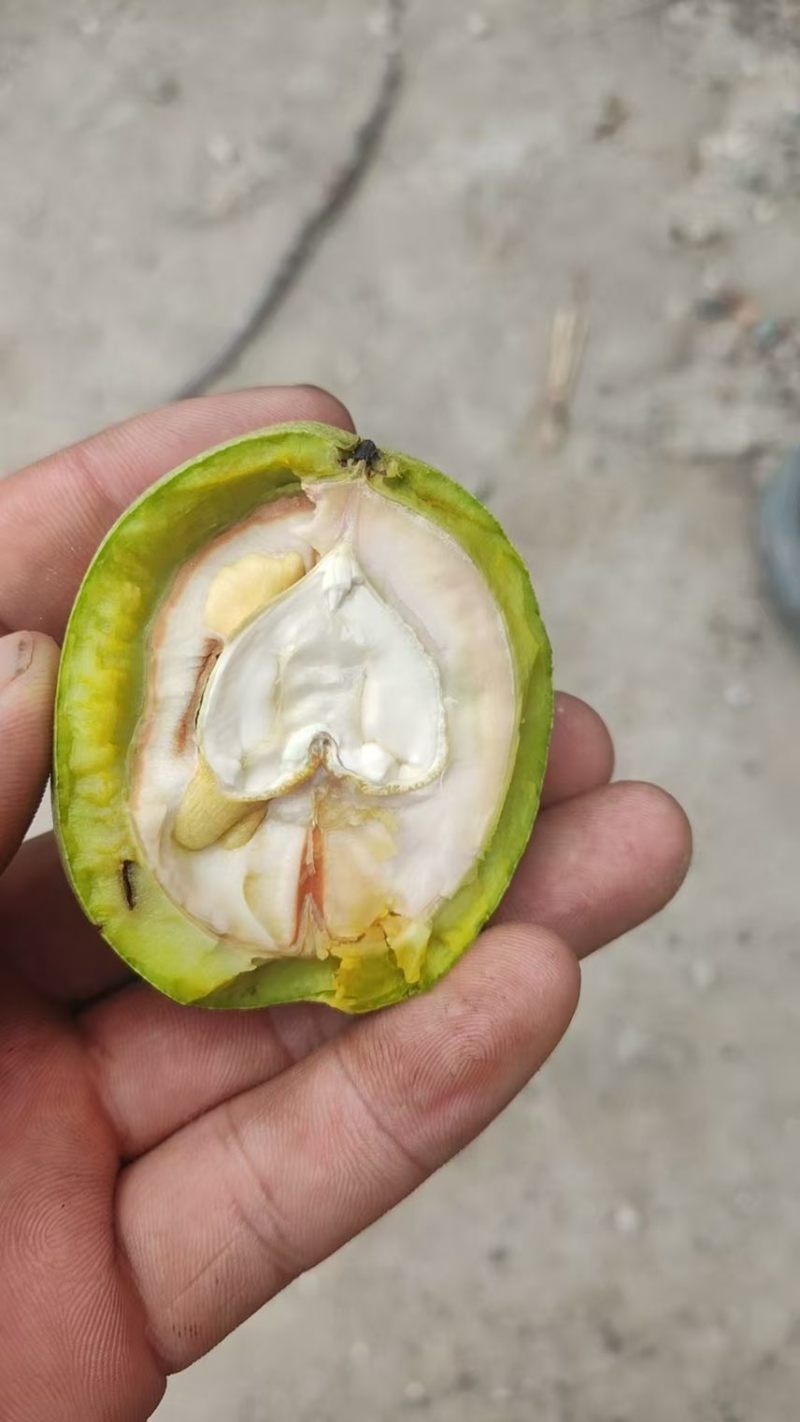 青皮核桃特大风皮儿薄果仁大价格优惠