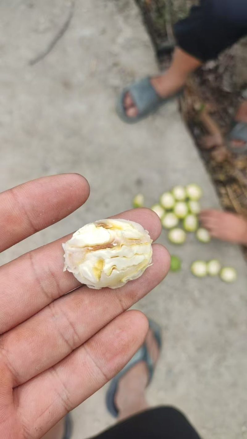 青皮核桃特大风皮儿薄果仁大价格优惠