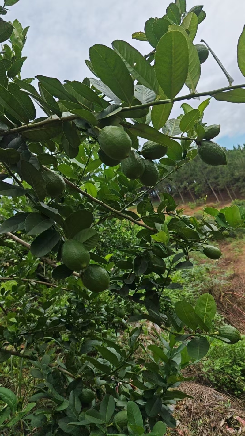 柠檬