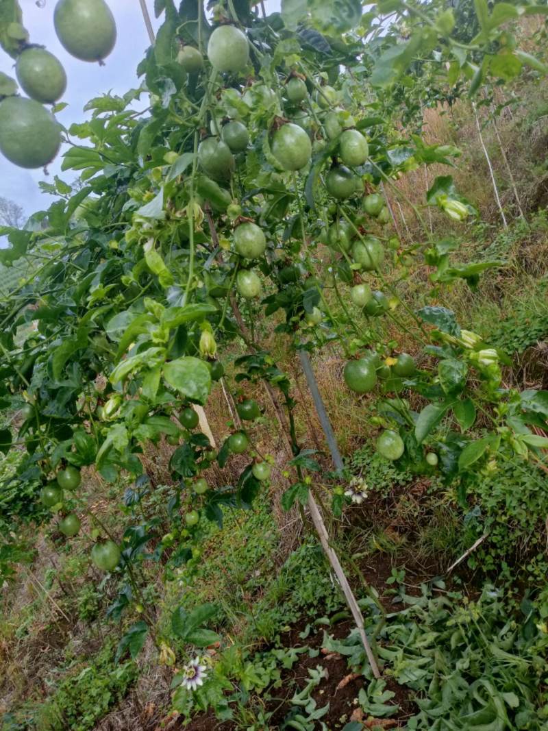 百香果的大佬去哪里完了