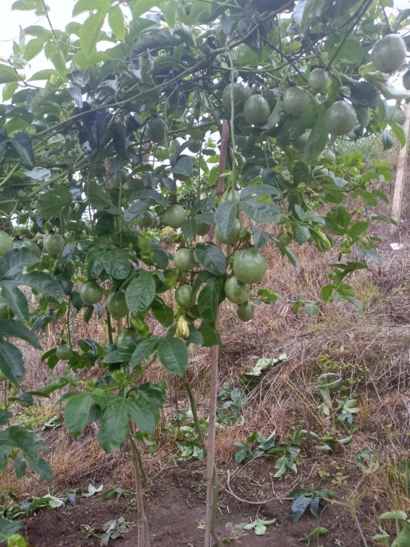 百香果的大佬去哪里完了