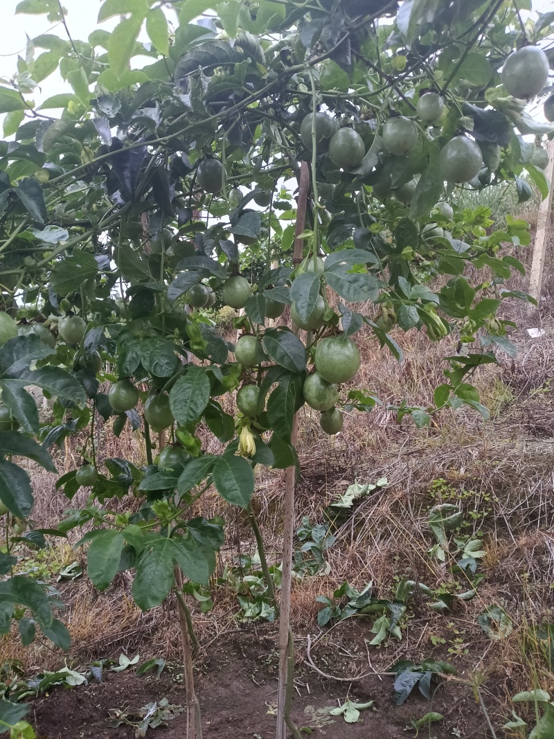 百香果的大佬去哪里完了