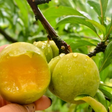 镇宁六马蜂糖李