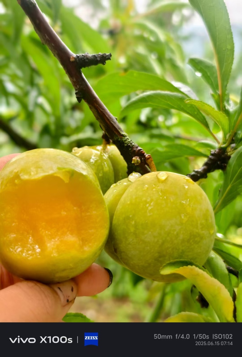 镇宁六马蜂糖李