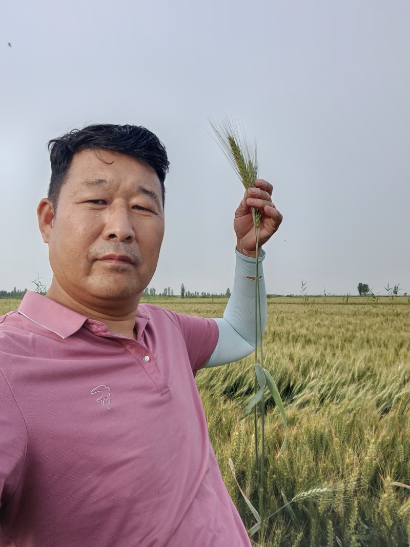 小麦
