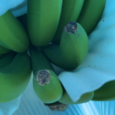香蕉