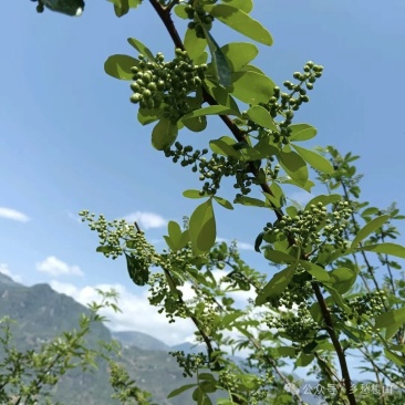 昭通鲁甸梭山青花椒