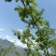 昭通鲁甸梭山青花椒