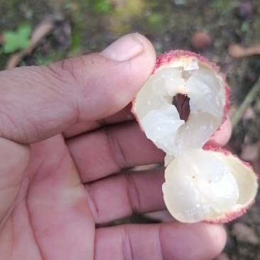 灵山荔枝桂味