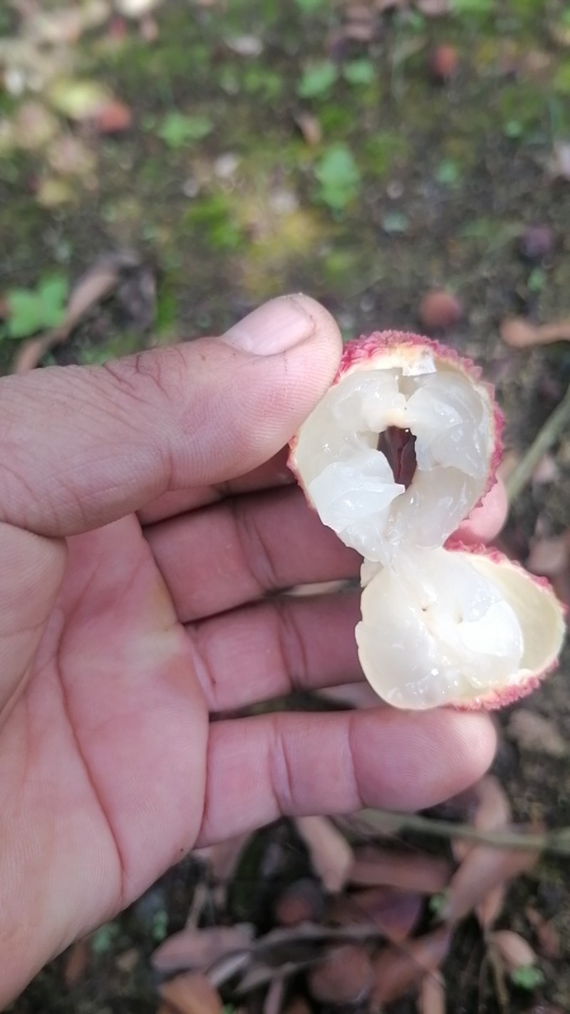 灵山荔枝桂味
